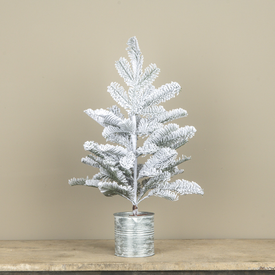 2' SNOWY HEMLOCK TREE