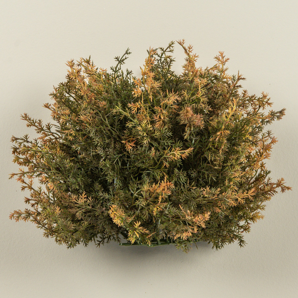10" MONTEREY CYPRESS HALF BALL
