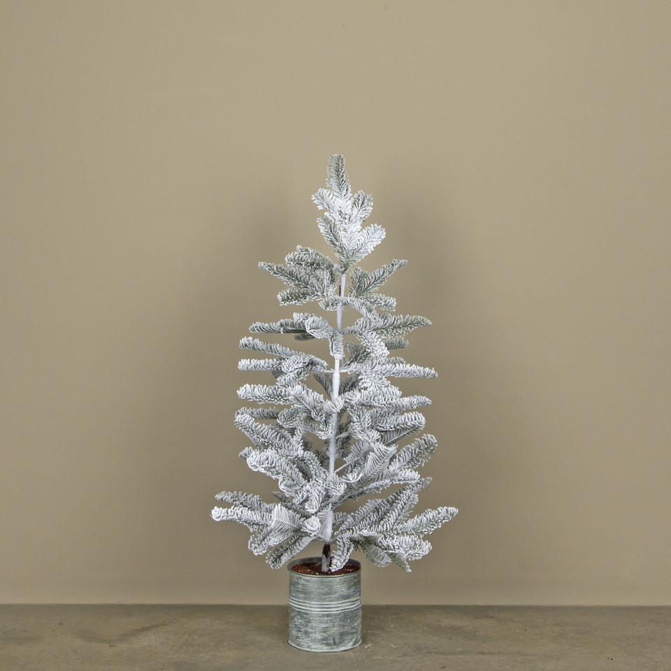 3' SNOWY HEMLOCK TREE