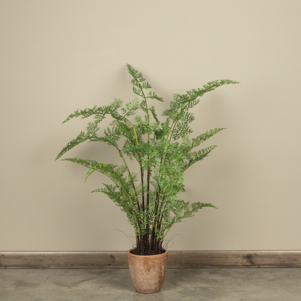 3.5' POTTED FOREST FERN