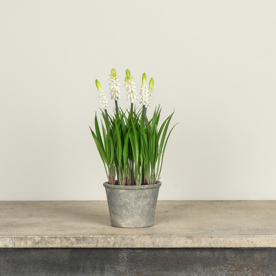 11" POTTED CREAM GRAPE HYACINTH