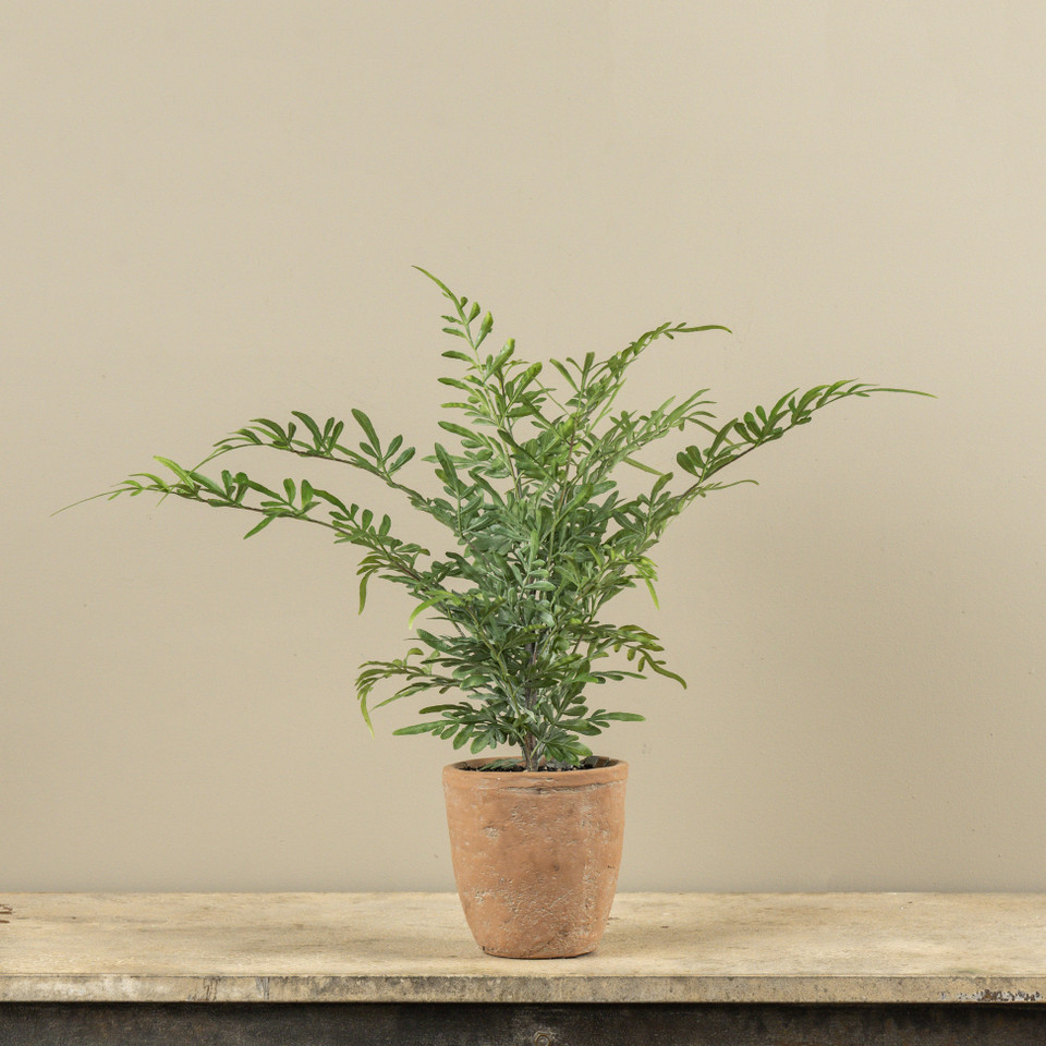 20" POTTED HEAVENLY BAMBOO