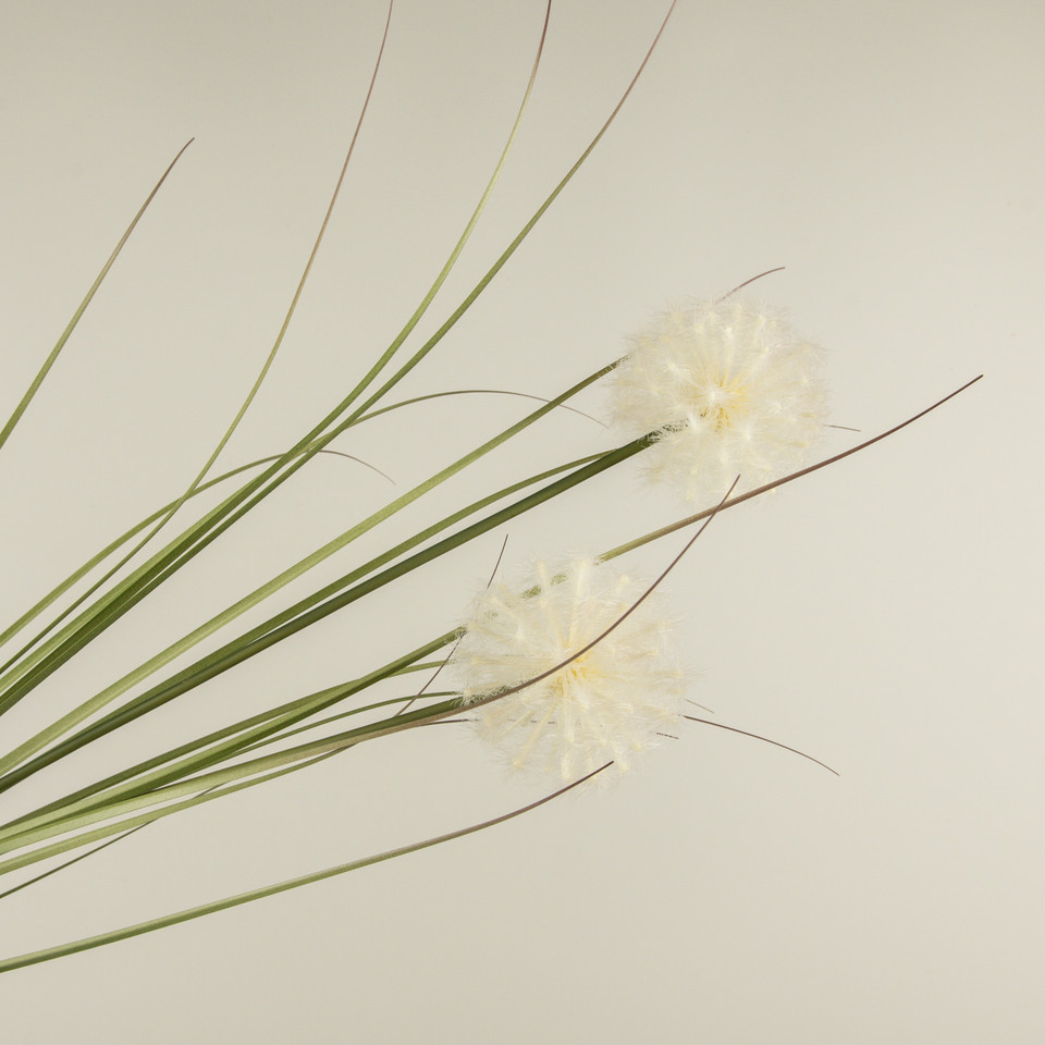 47" CREAM DANDELION SPRAY