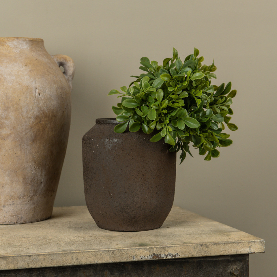 9.5" BOXWOOD BUSH