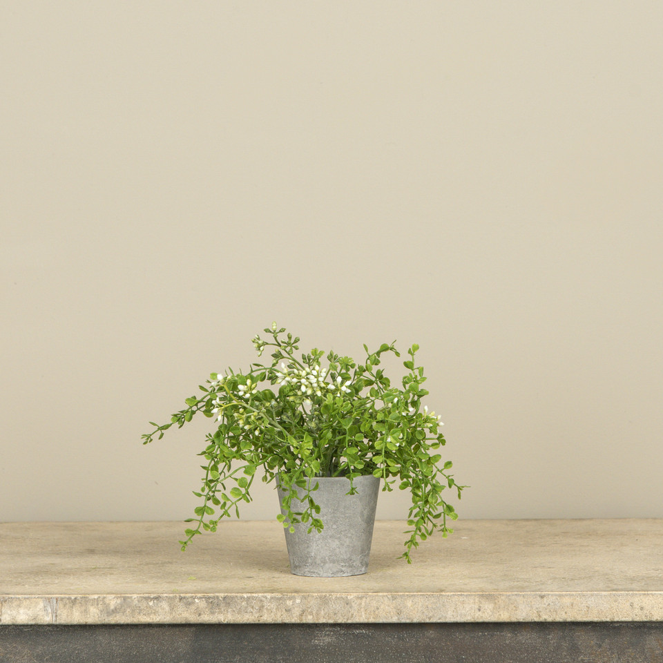 7" POTTED BABY GRASS W/ WHITE BERRIES