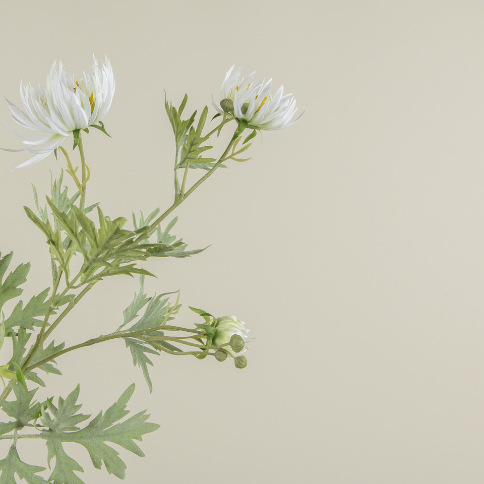 27" CREAM ASTER SPRAY