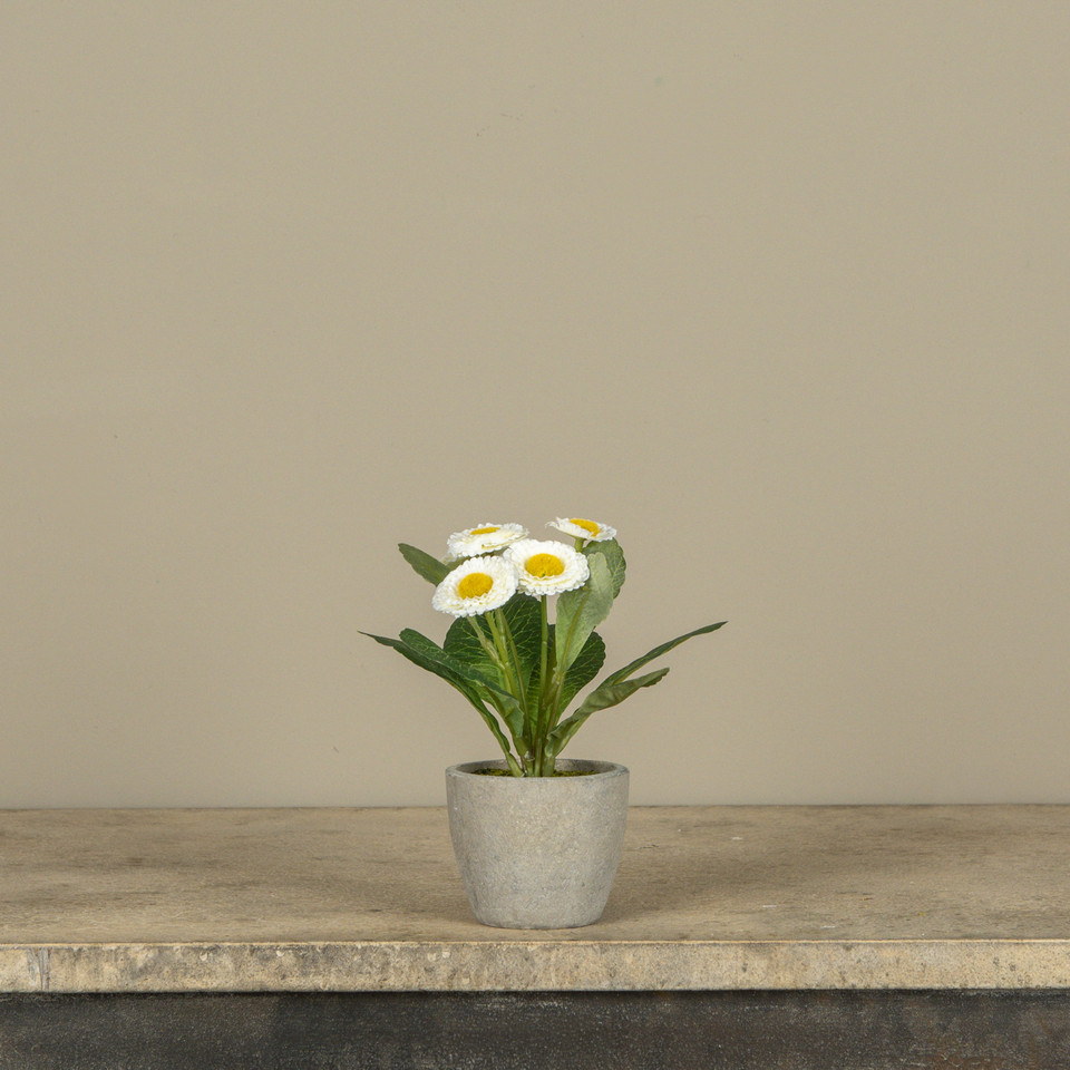 6.75" WHITE POTTED DAISY