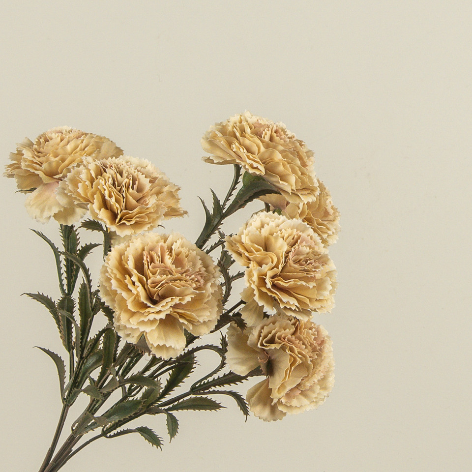 15.75" GOLDEN CARNATION SPRAY