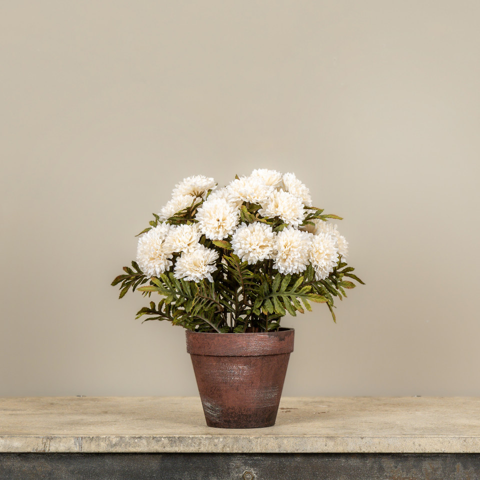 13" POTTED CREAM MUMS