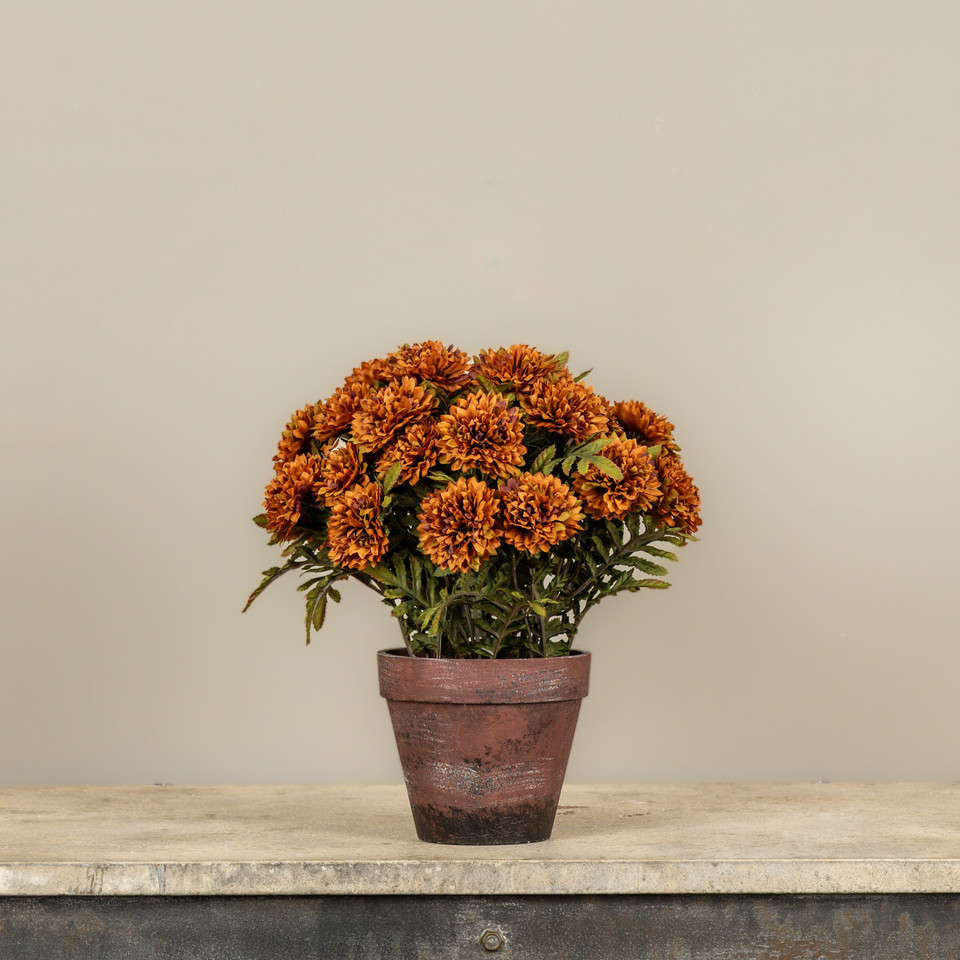 13" POTTED BROWN MUMS