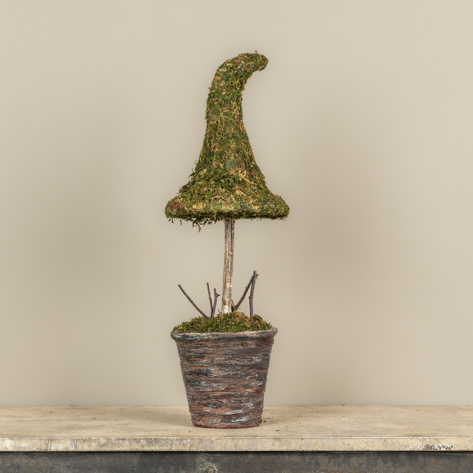 23" POTTED MOSS WITCH'S HAT