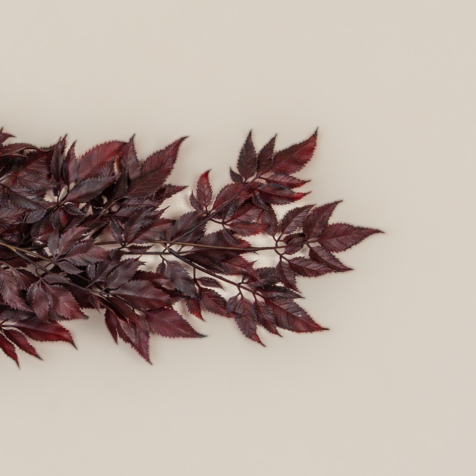 30" BURGUNDY SPIKENARD HANGING BUSH