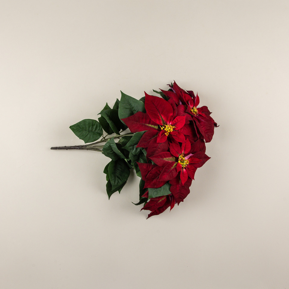 24" BURGUNDY POINSETTIA BUSH