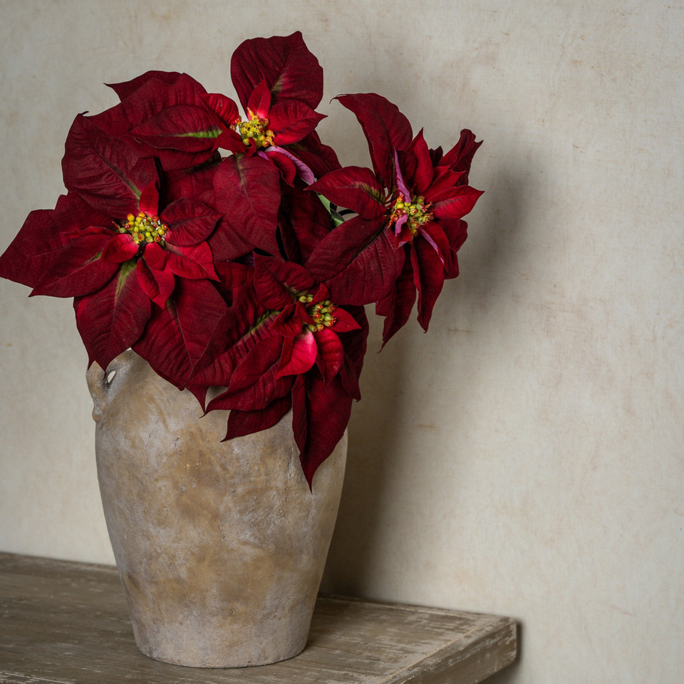 28" BURGUNDY POINSETTIA STEM