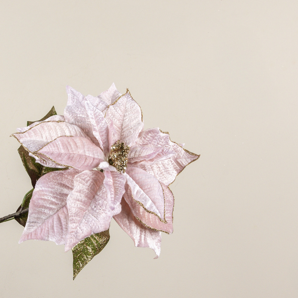 27" BLUSH POINSETTIA STEM