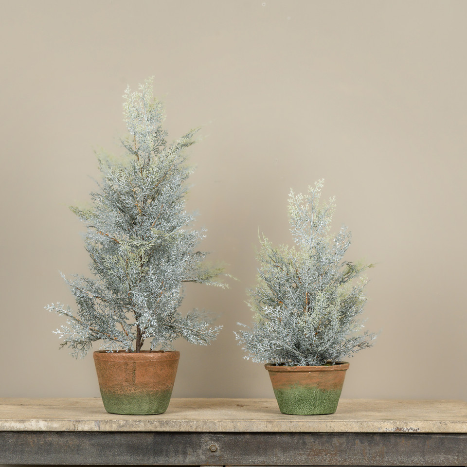 17" DUSTY CEDAR PINE TREE IN POT