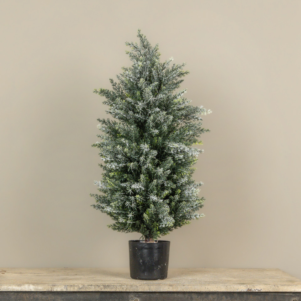 30" SNOWY JUNIPER TREE IN POT