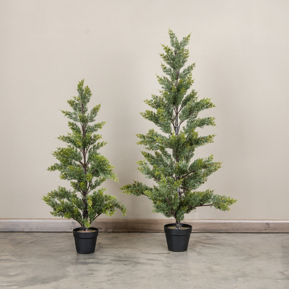 37" JUNIPER TREE IN POT