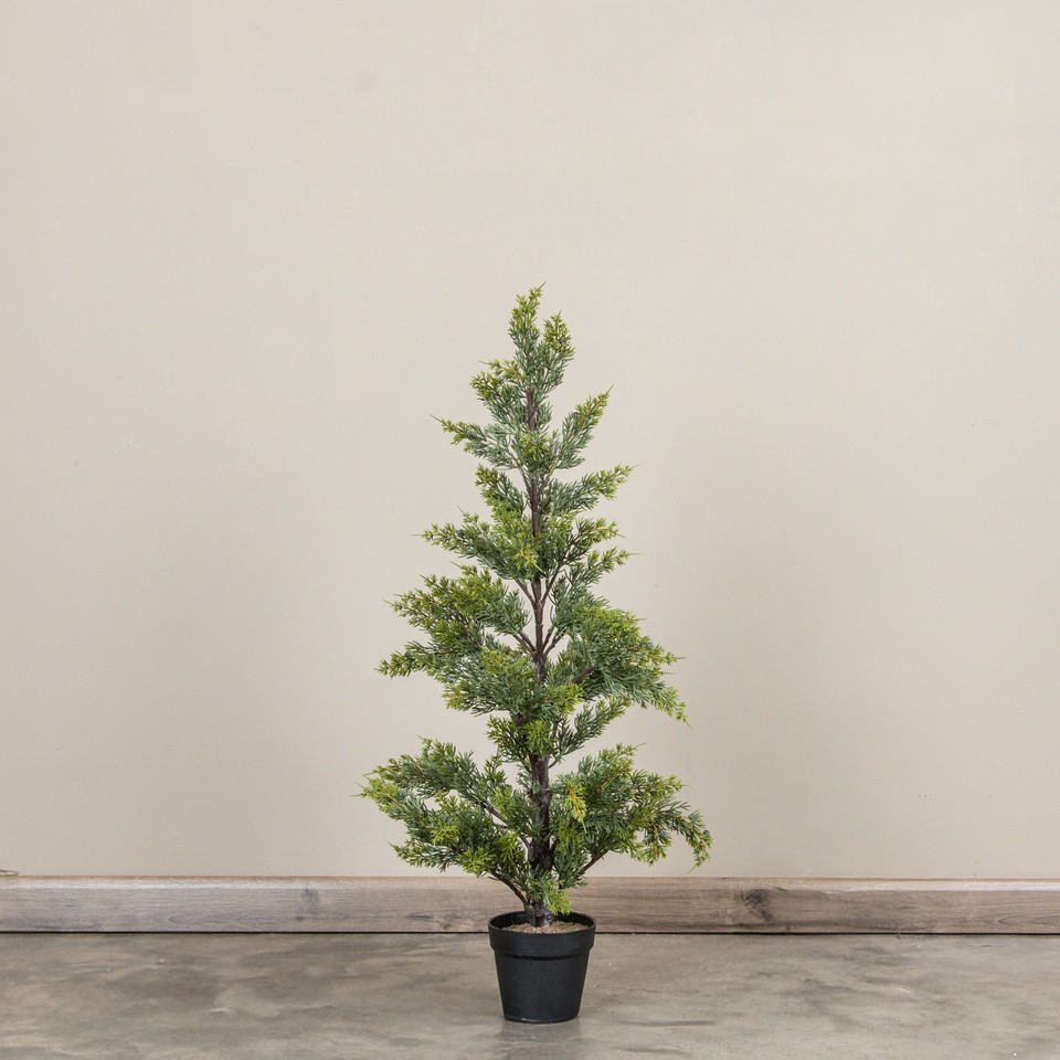 37" JUNIPER TREE IN POT