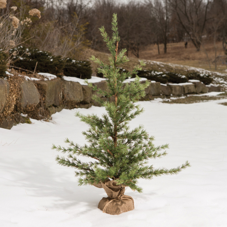 3' PINE TREE WITH BURLAP BASE
