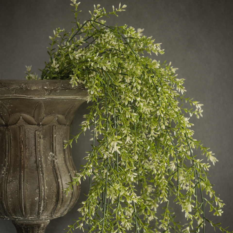 45" BOXWOOD HANGING BUSH
