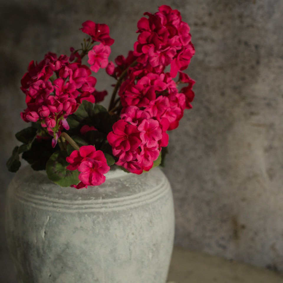 19.5" DARK PINK GERANIUM BUSH
