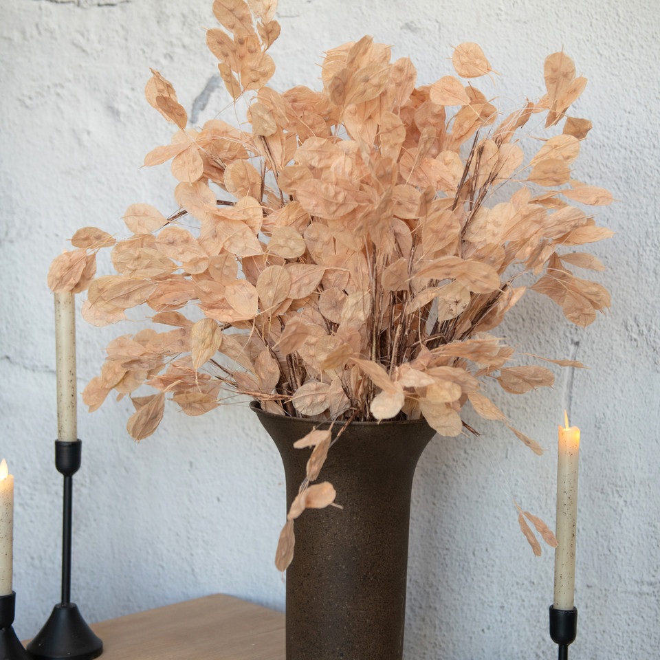 LIGHT BROWN SILVER DOLLAR STEM