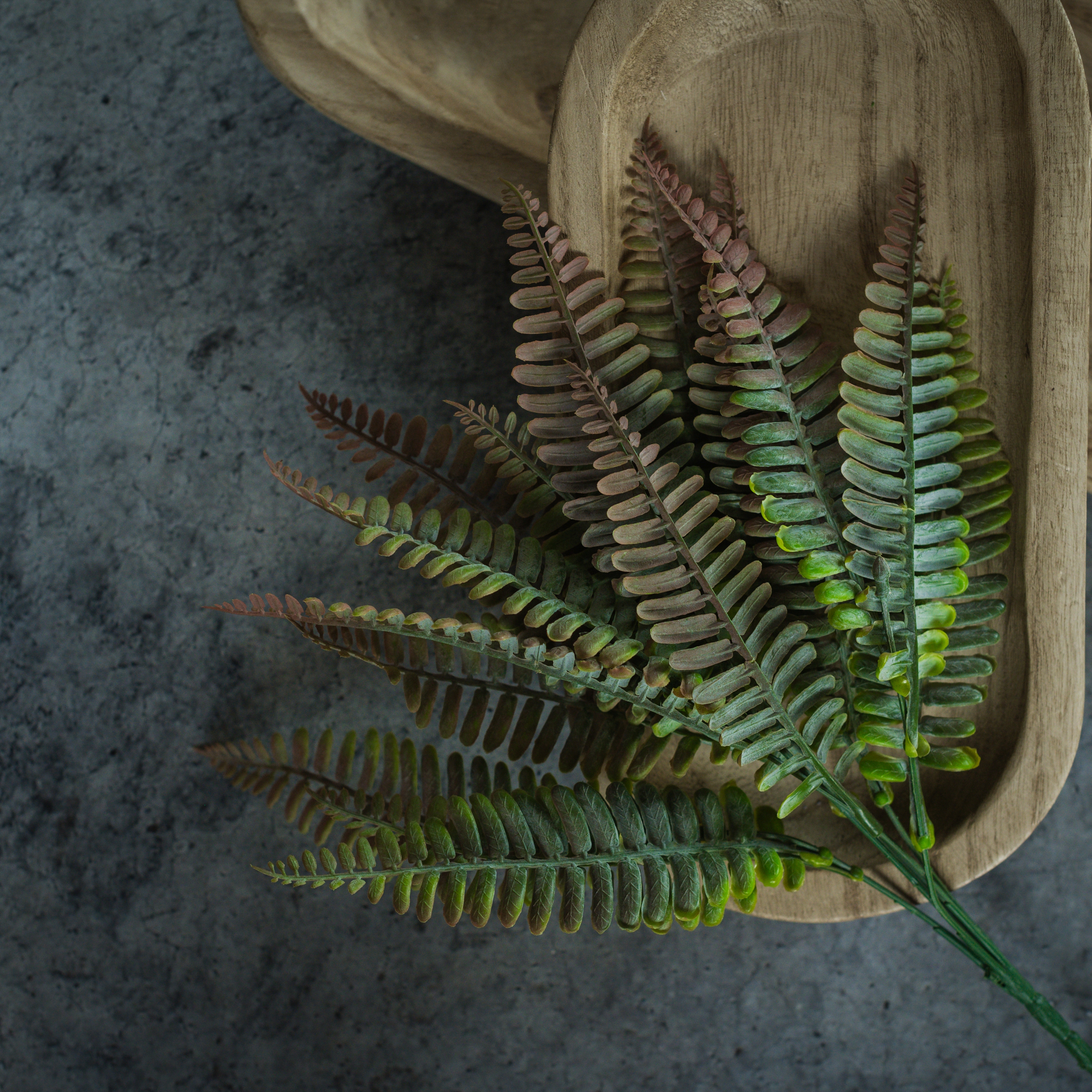 RUST PERSIAN LEAF FERN BUSH