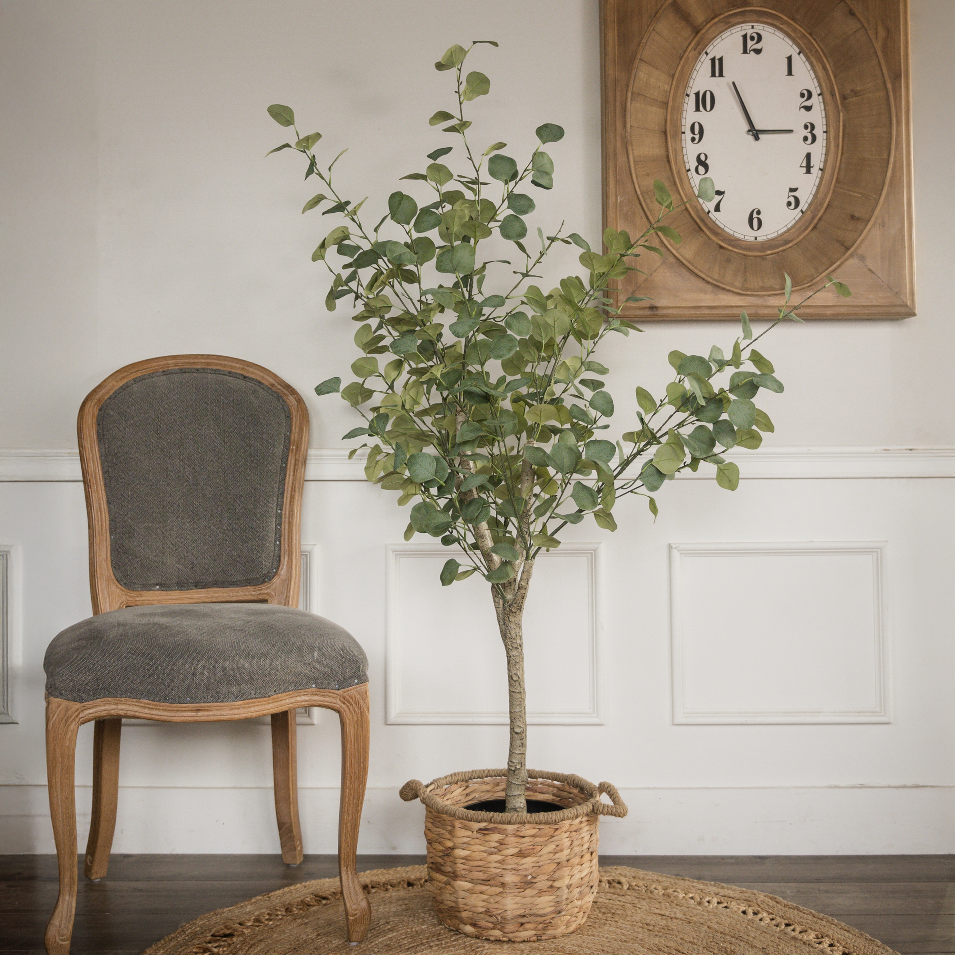 5.25' EUCALYPTUS TREE