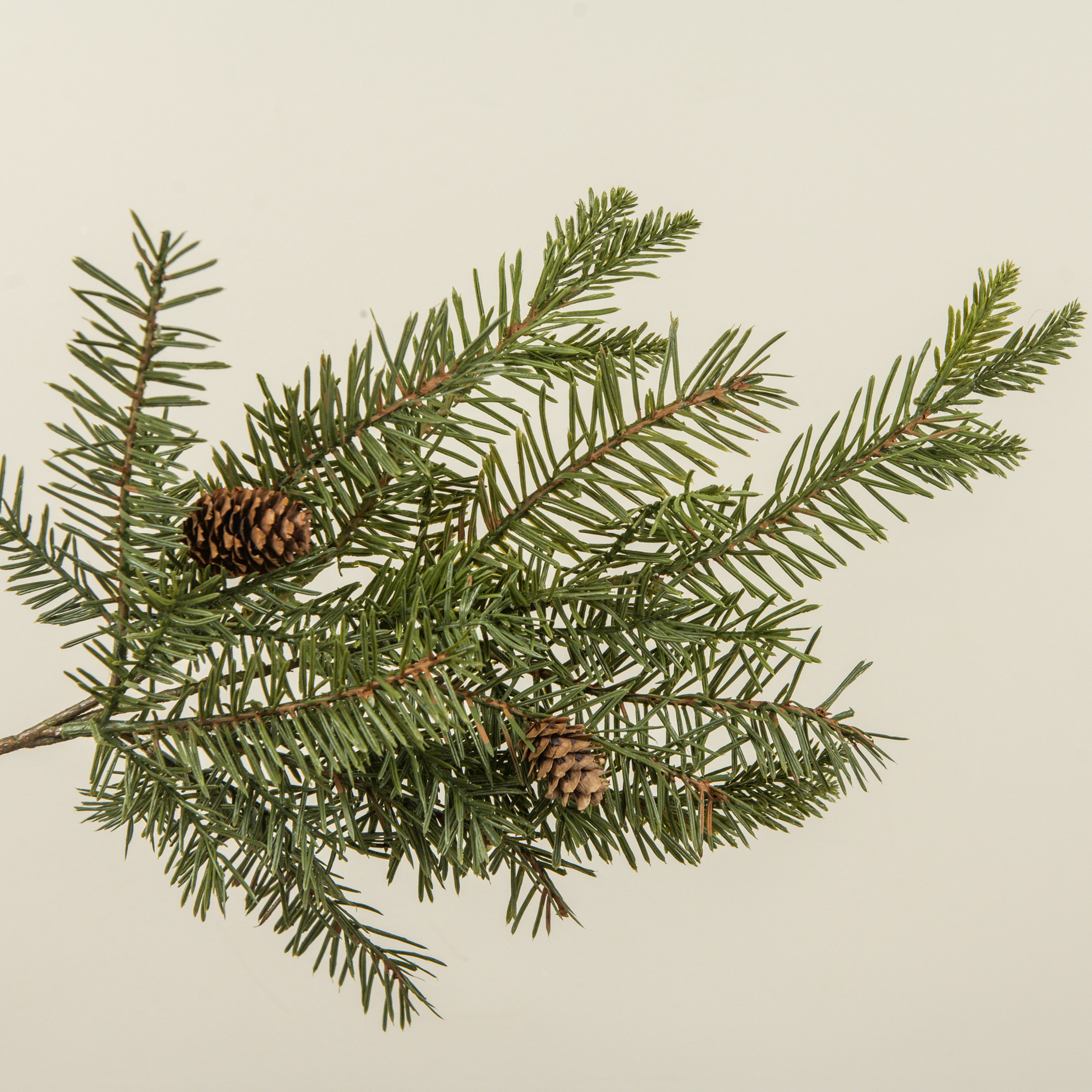 19" DOUGLAS FIR SPRAY W/ PINECONES