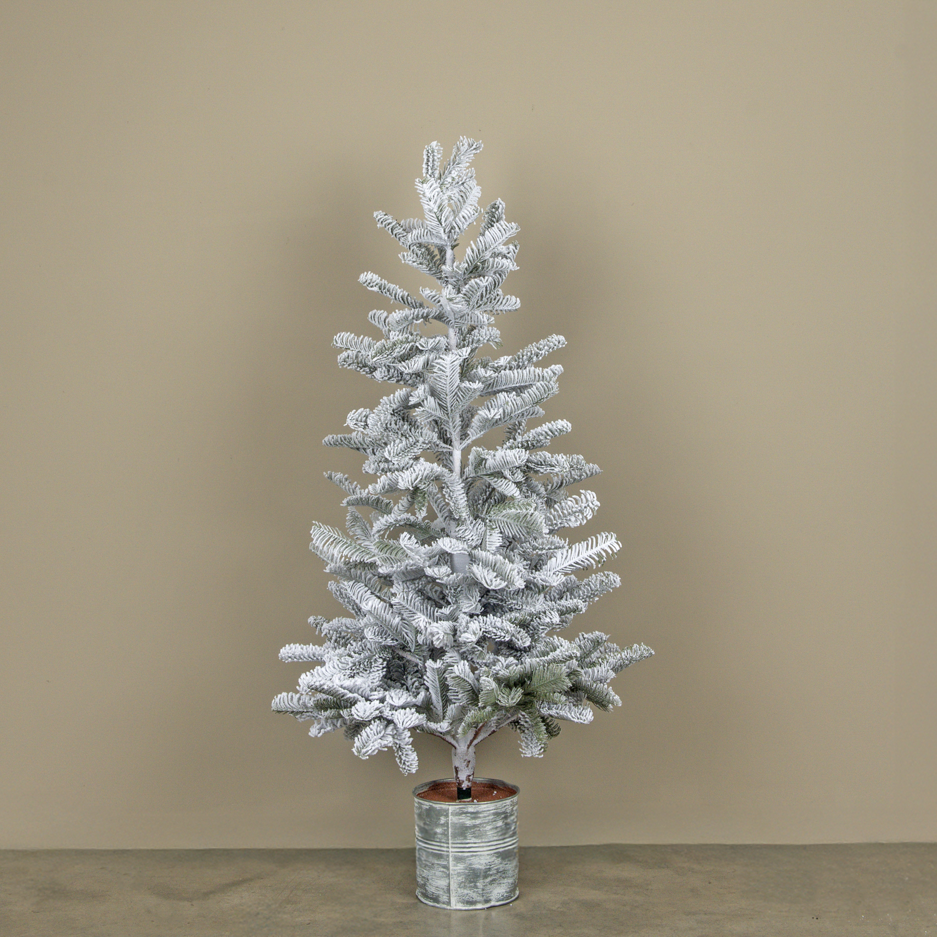 4' SNOWY HEMLOCK TREE