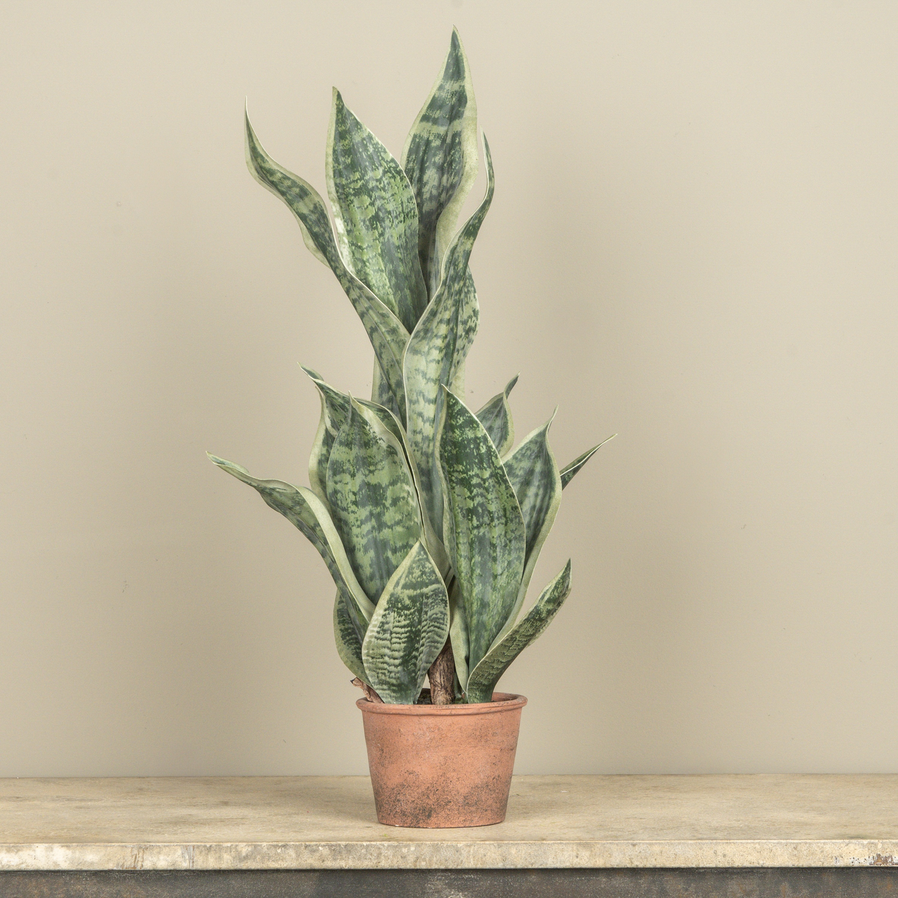 26" POTTED SNAKE PLANT