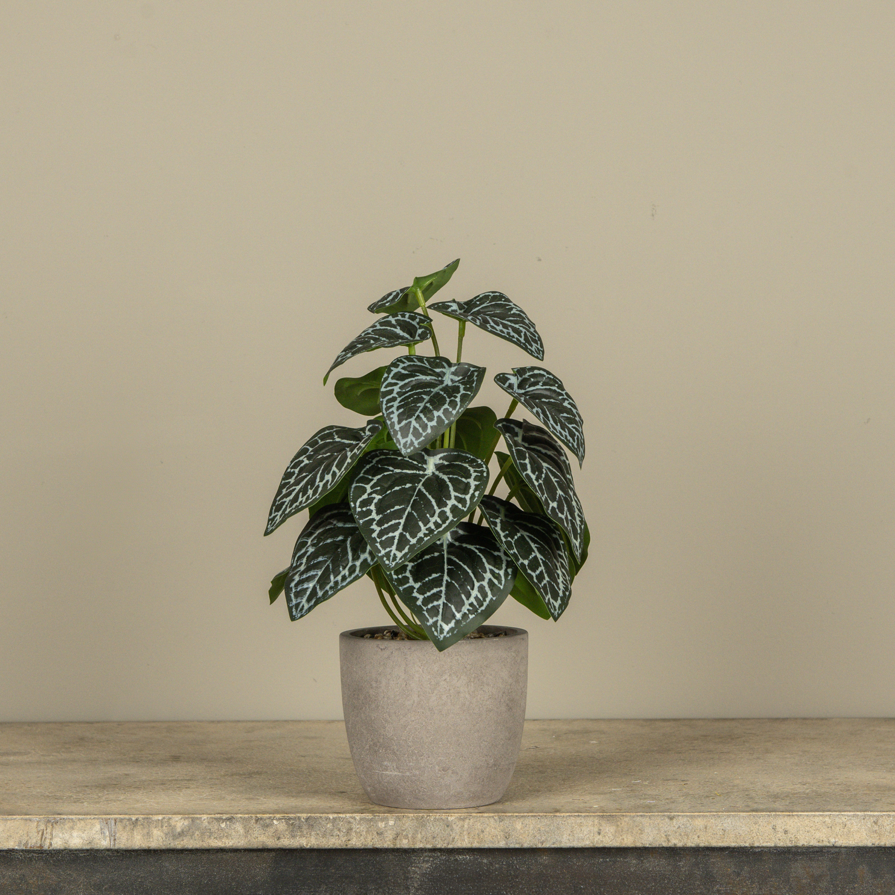 13.5" POTTED HOSTA