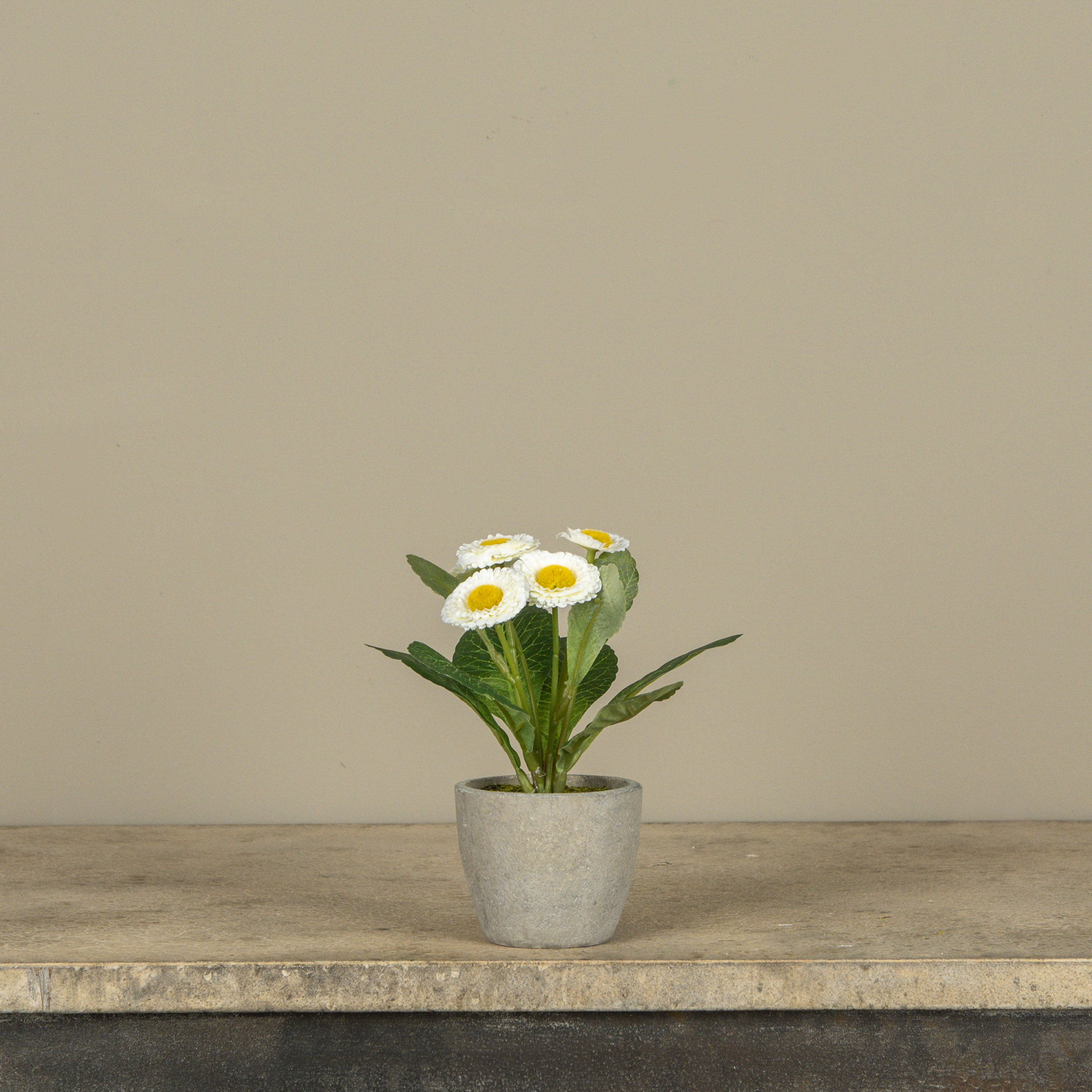 6.75" WHITE POTTED DAISY