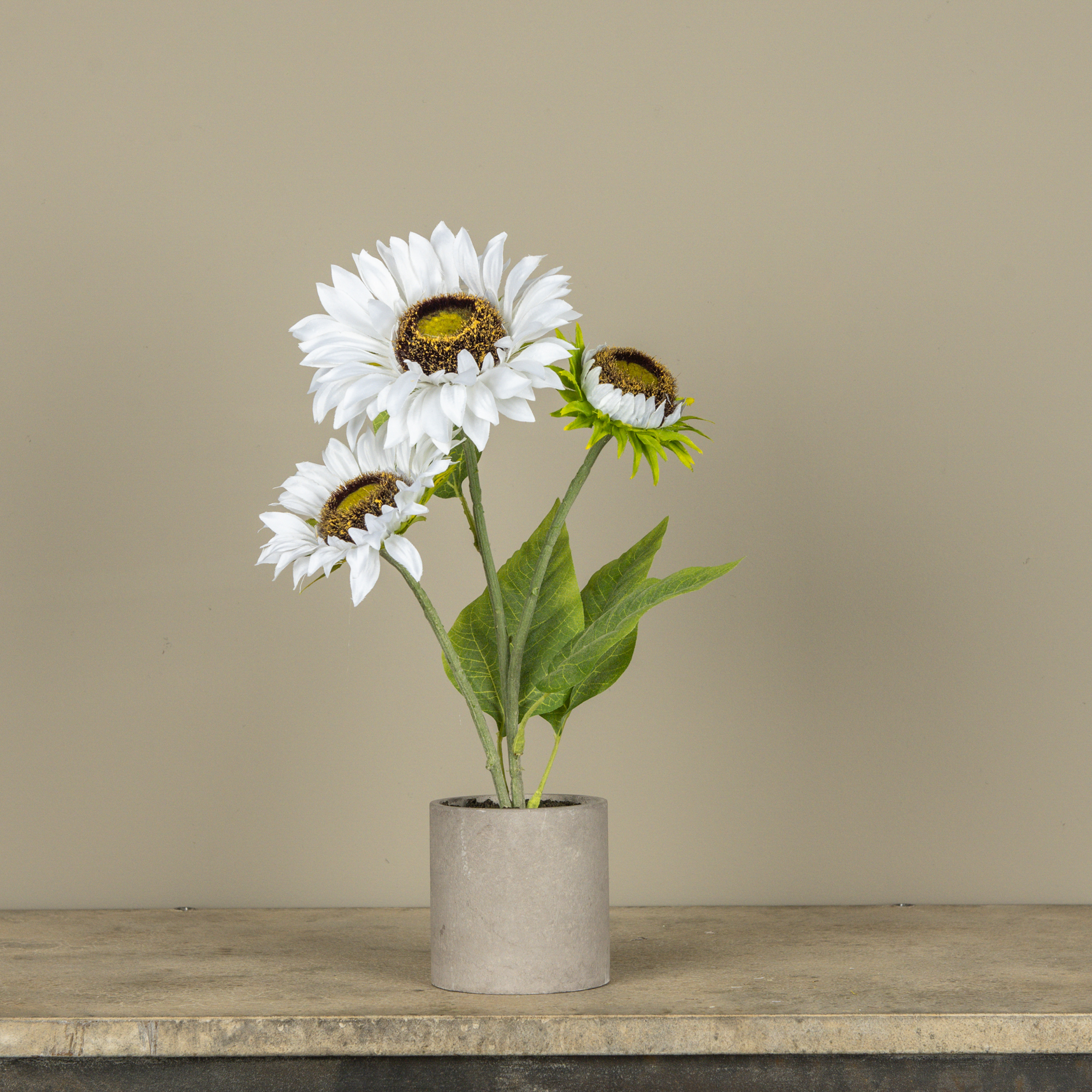 16.25" WHITE POTTED SUNFLOWER