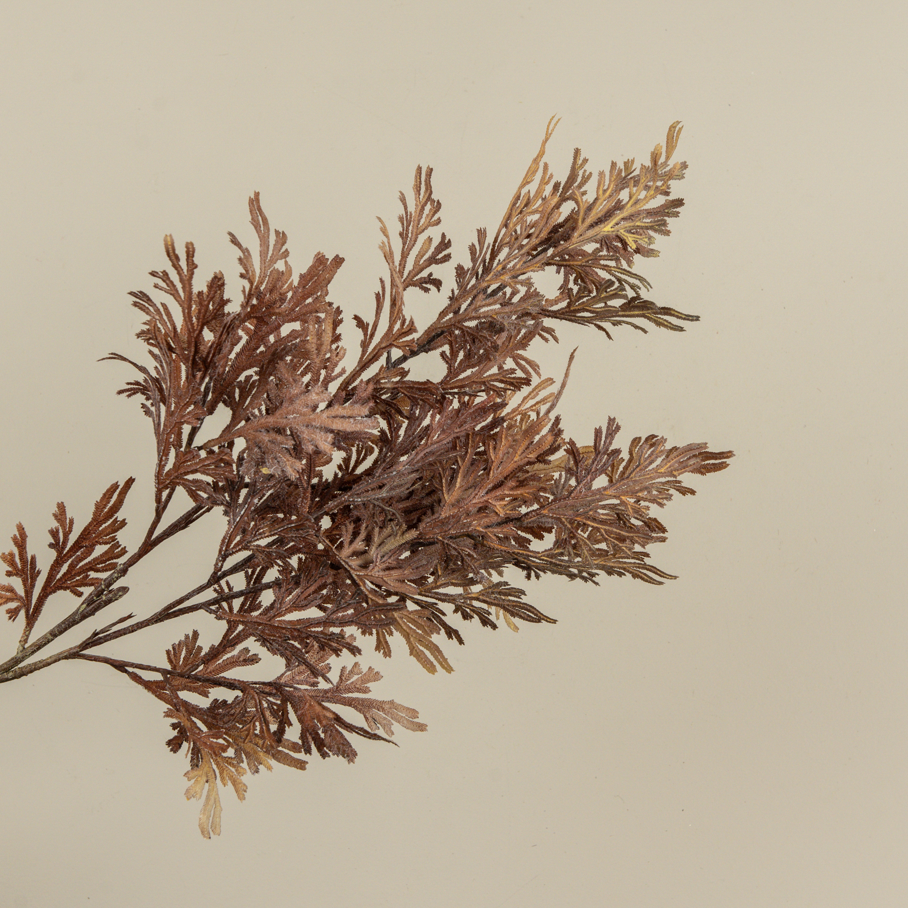 32" BROWN CORAL FERN SPRAY