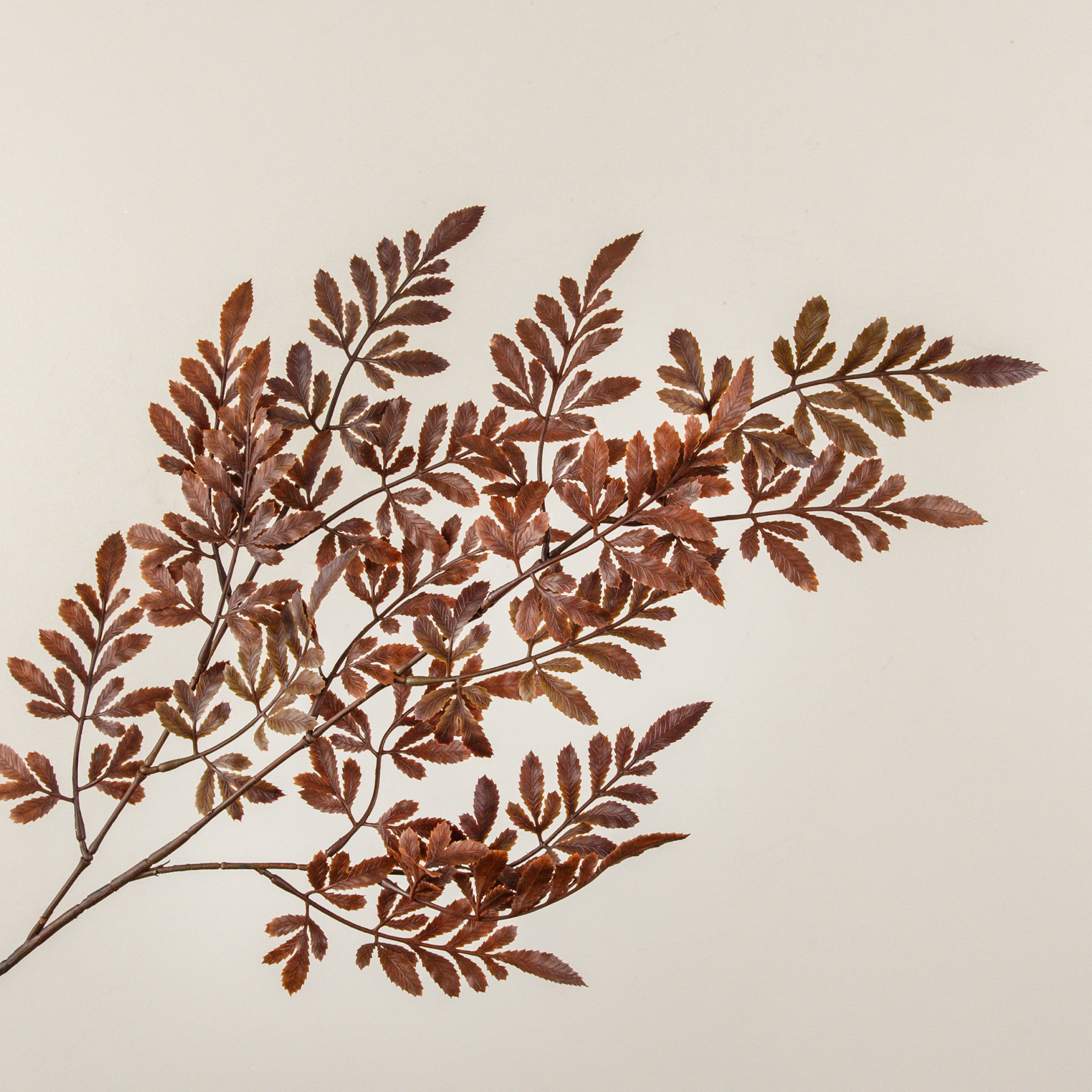 26" BROWN FERN SPRAY
