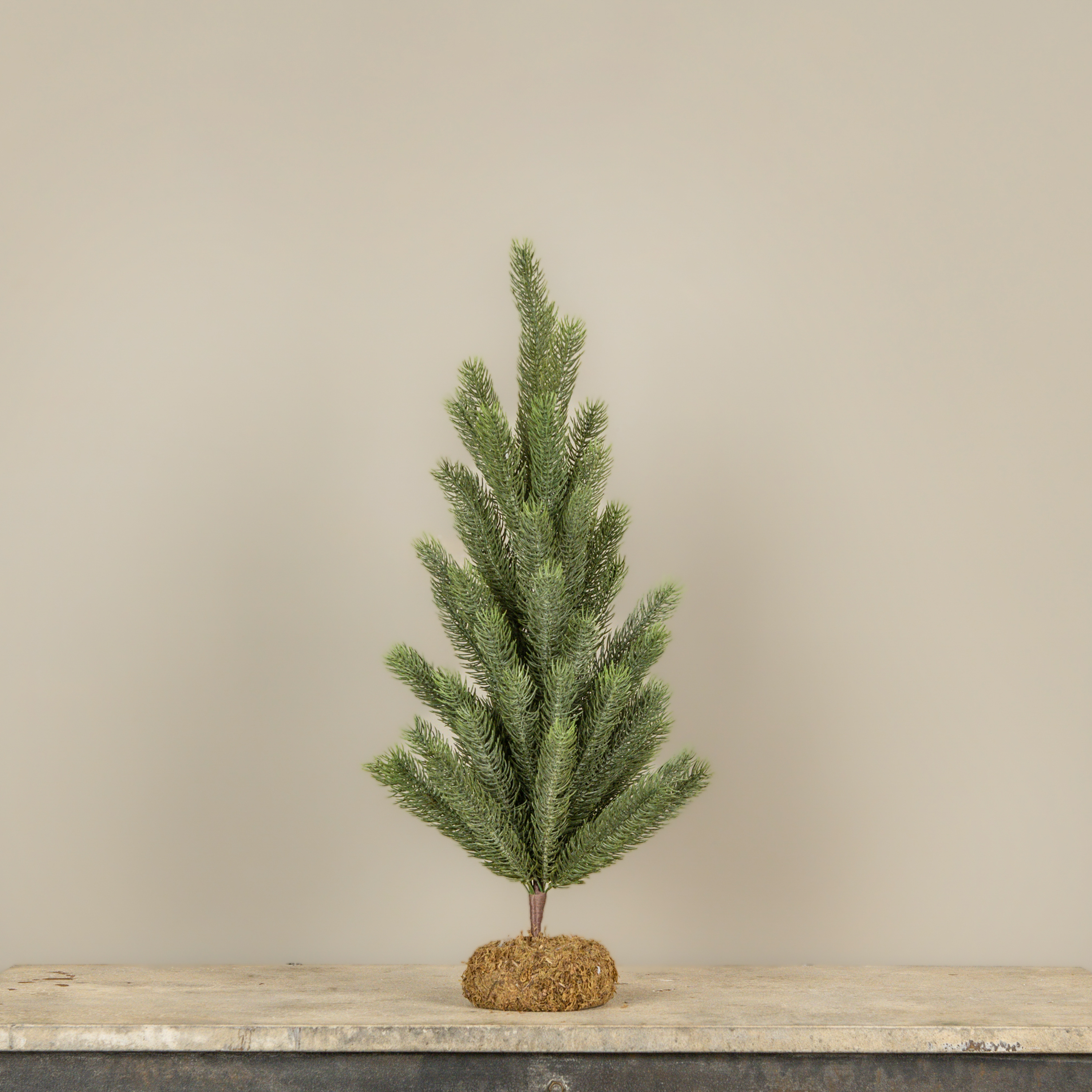 24" EASTERN SPRUCE PINE TREE W/ MOSS BASE