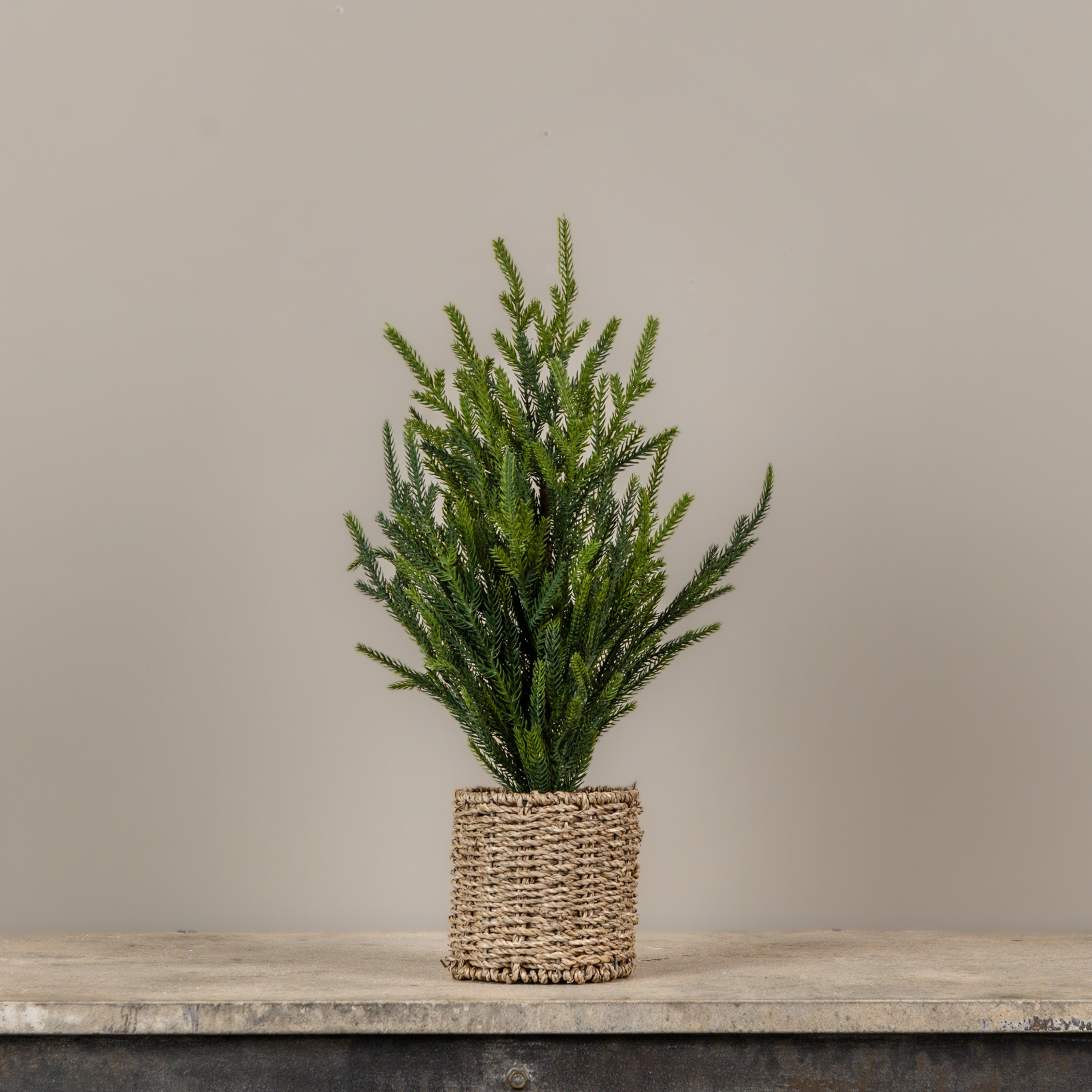 19" AUSTRIAN PINE TREE IN BASKET
