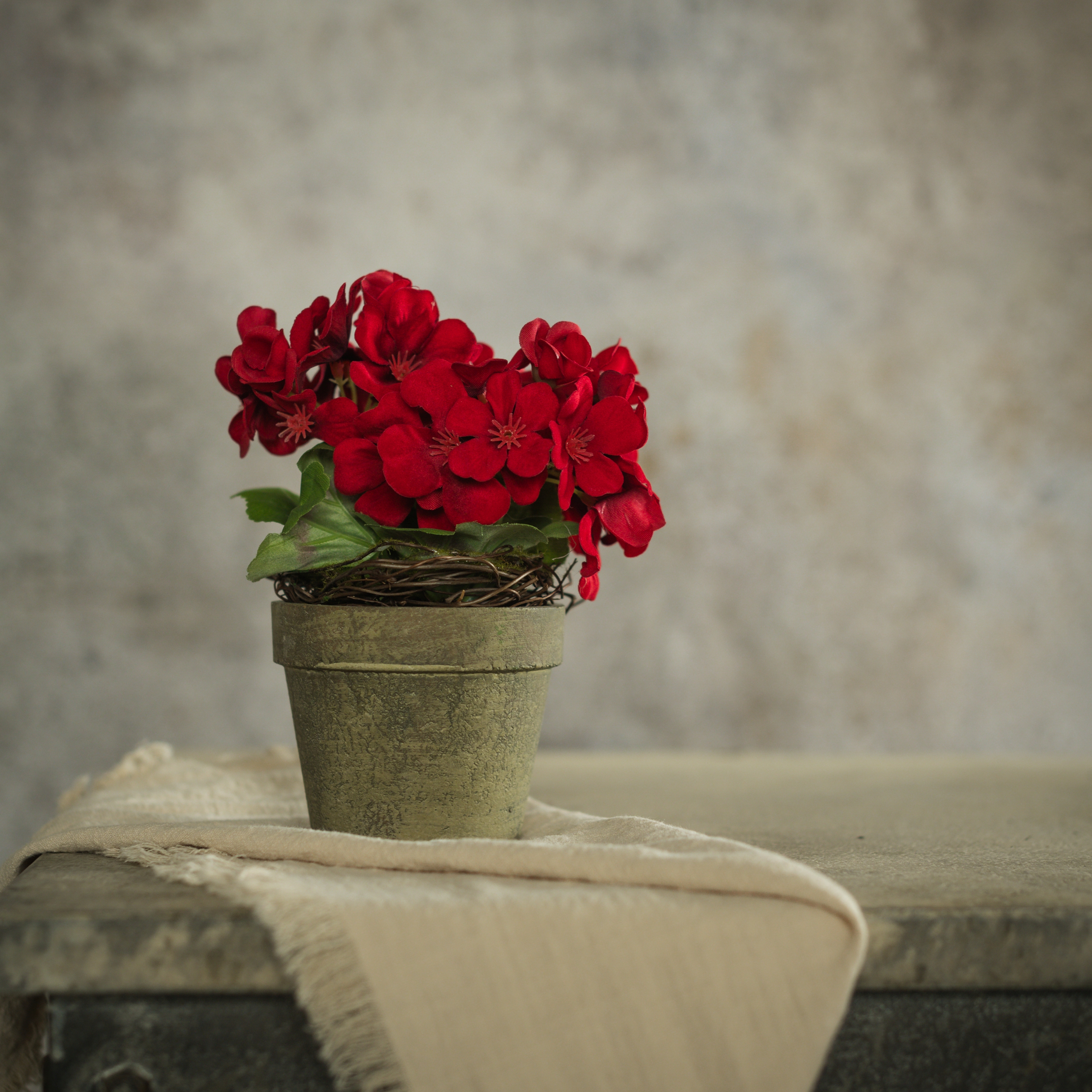 7" RED POTTED GERANIUM