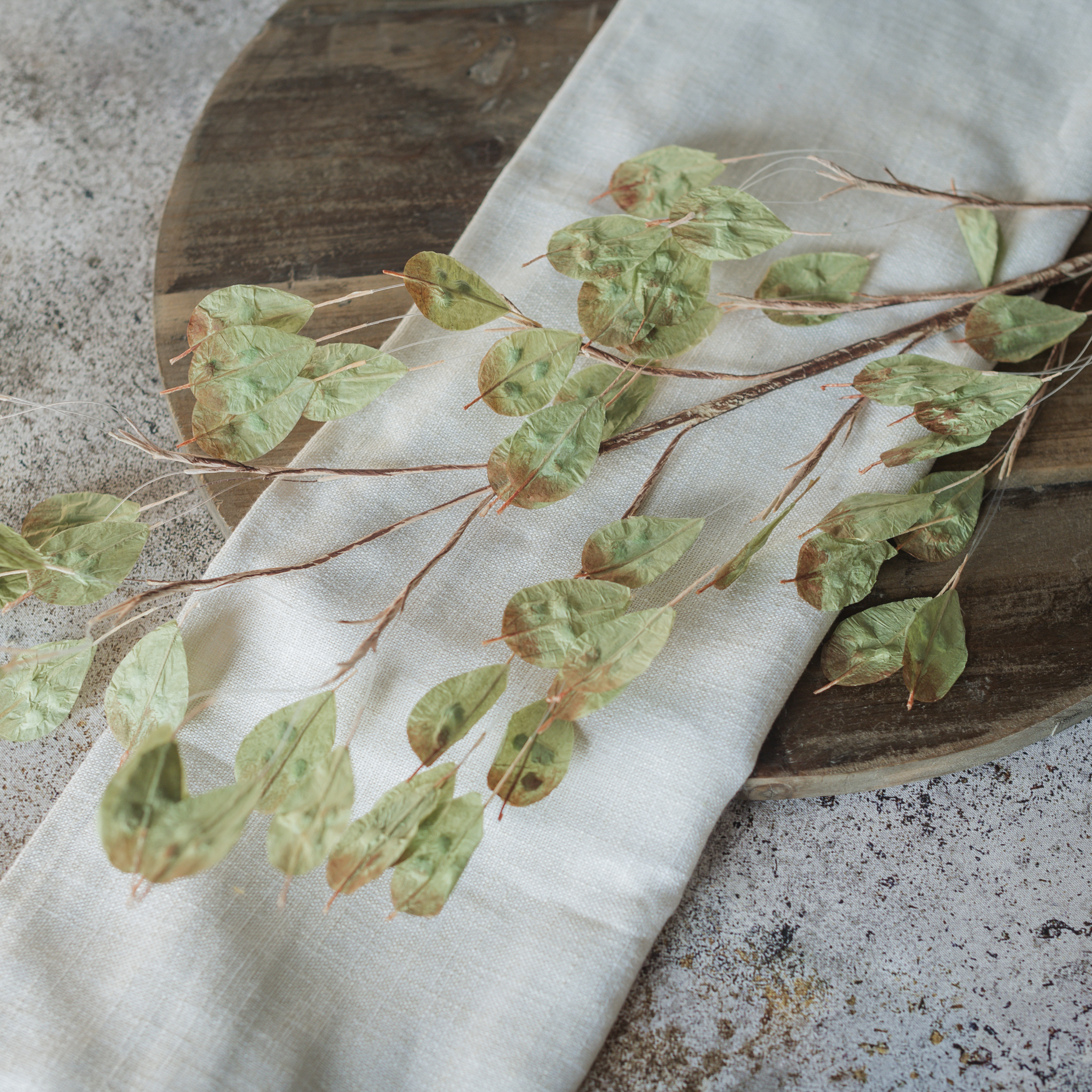GREEN SILVER DOLLAR STEM