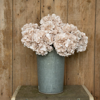 Hydrangea4937　0602 16689469.jpg