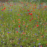 Nature's Haven Easy Wildflowers