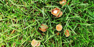 Unexpected Garden Guests? - Why Mushrooms Appear in Lawns.