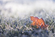 Nurturing Turf through Winter: Dormancy and the Promise of Renewal