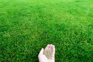 Creating a New Lawn From Seed