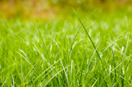 Spring Awakening: Your Grass is Getting Ready! 