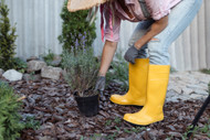 Spring Gardening Tasks