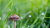 Unwanted visitors? Mushrooms are actually good news in your garden!