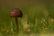 Mushrooms in your lawn - not as bad you first think!